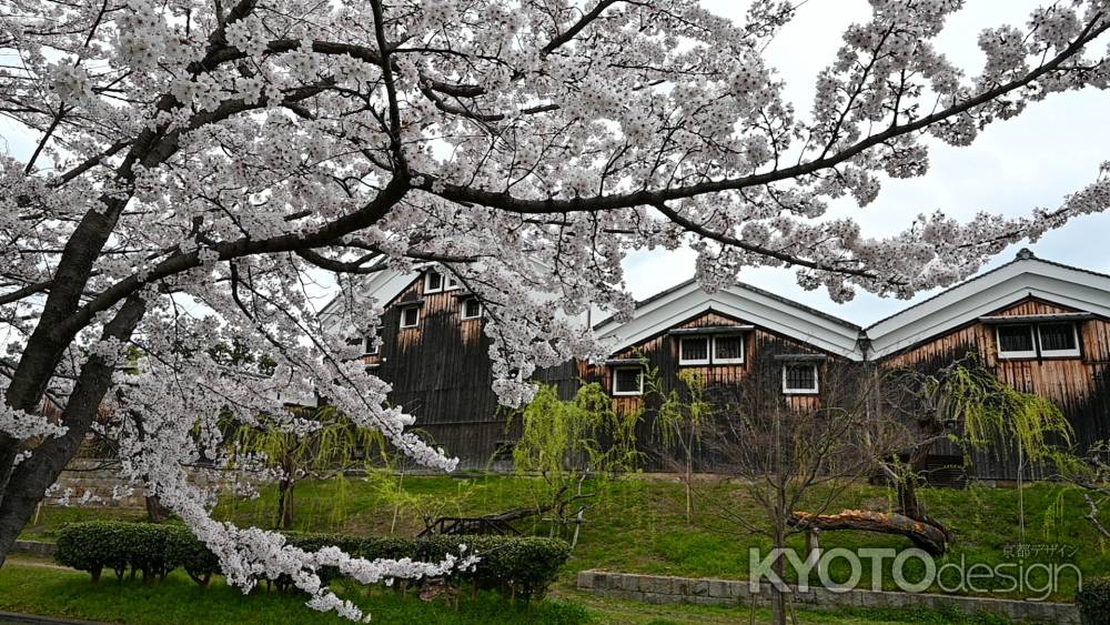 酒蔵と桜