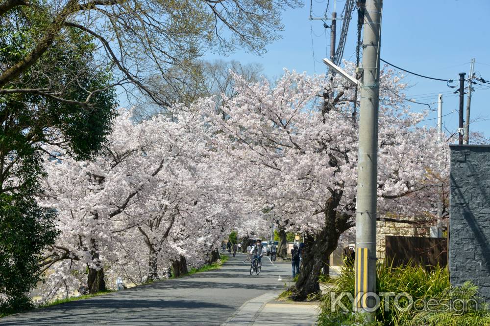 さくらトンネル