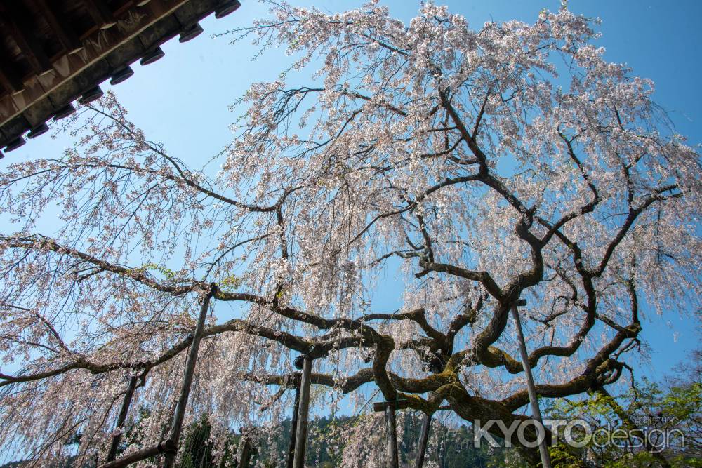 空に張り巡らす