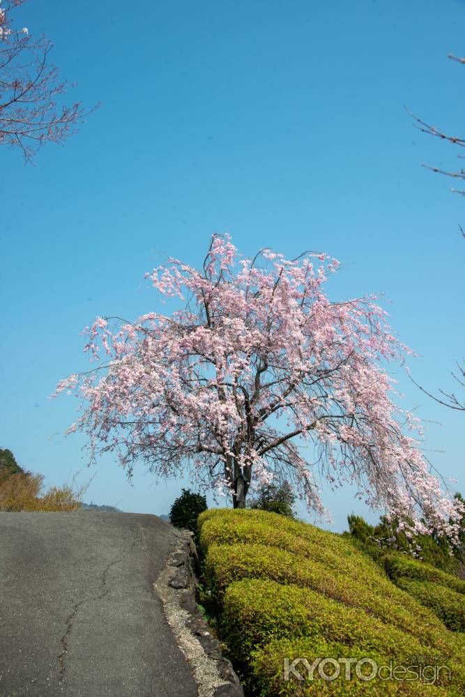 桜空を見上げて
