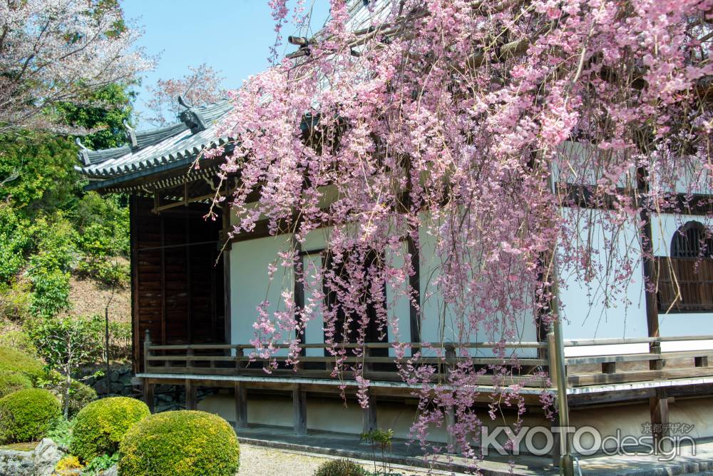 桜色寺院