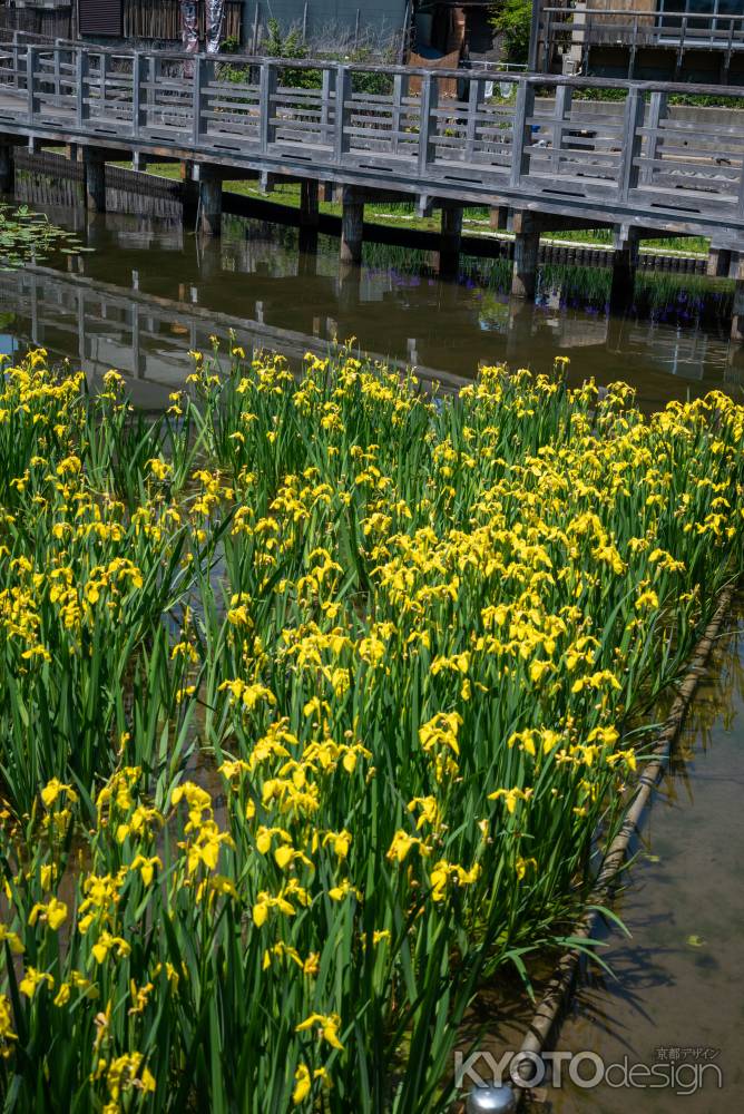 長岡天満宮のキショウブ