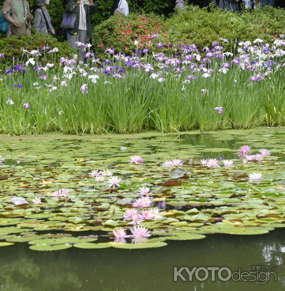 カキツバタと睡蓮