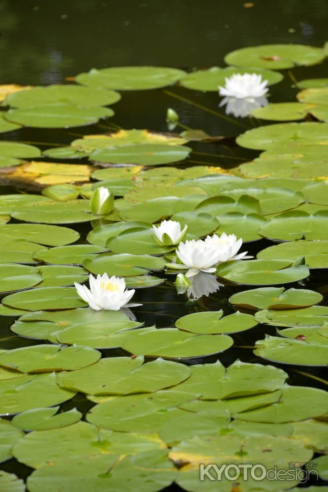 睡蓮　咲きました