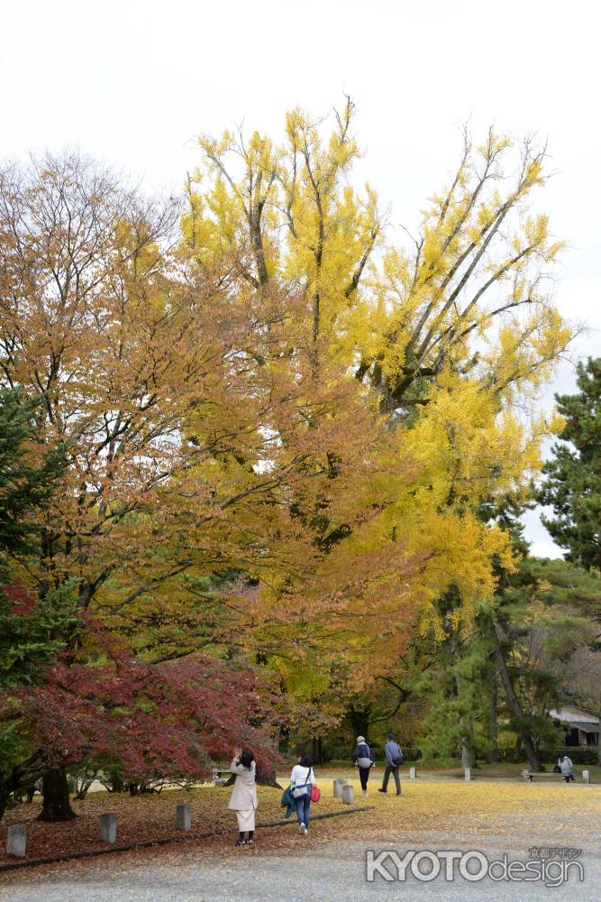 秋のグラデーション