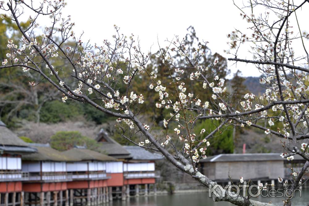 咲き始めました