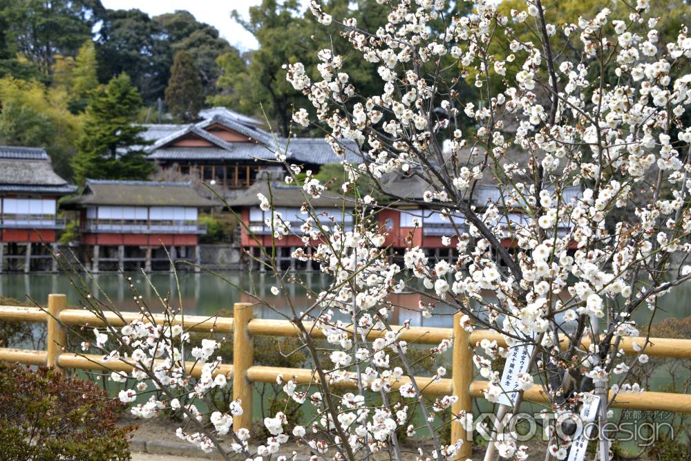 池のほとりにて