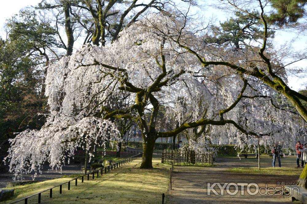 大きく　広く　満開に