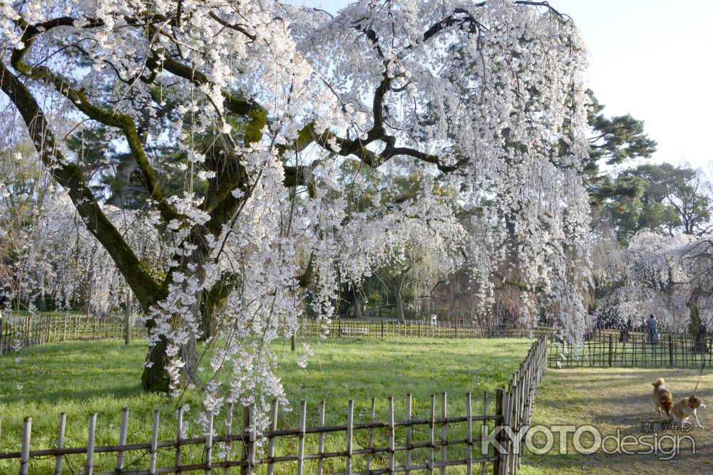 京都御苑の桜