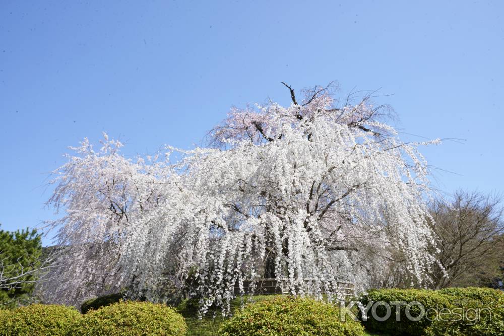 円山公園のしだれ
