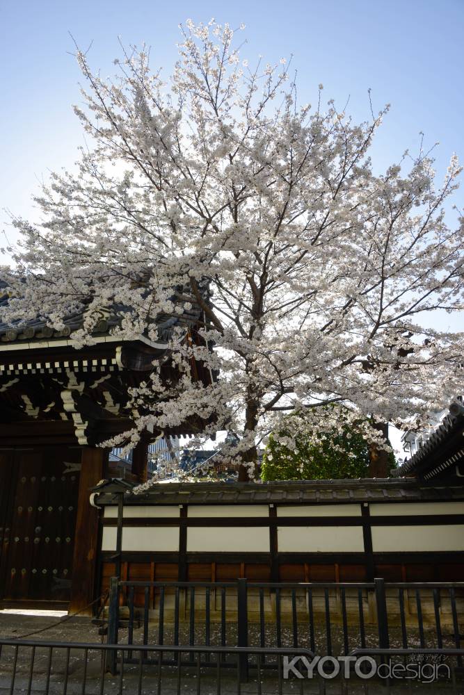 屋根を覆うサクラ