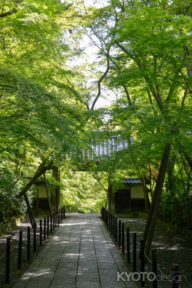 緑に覆われた世界