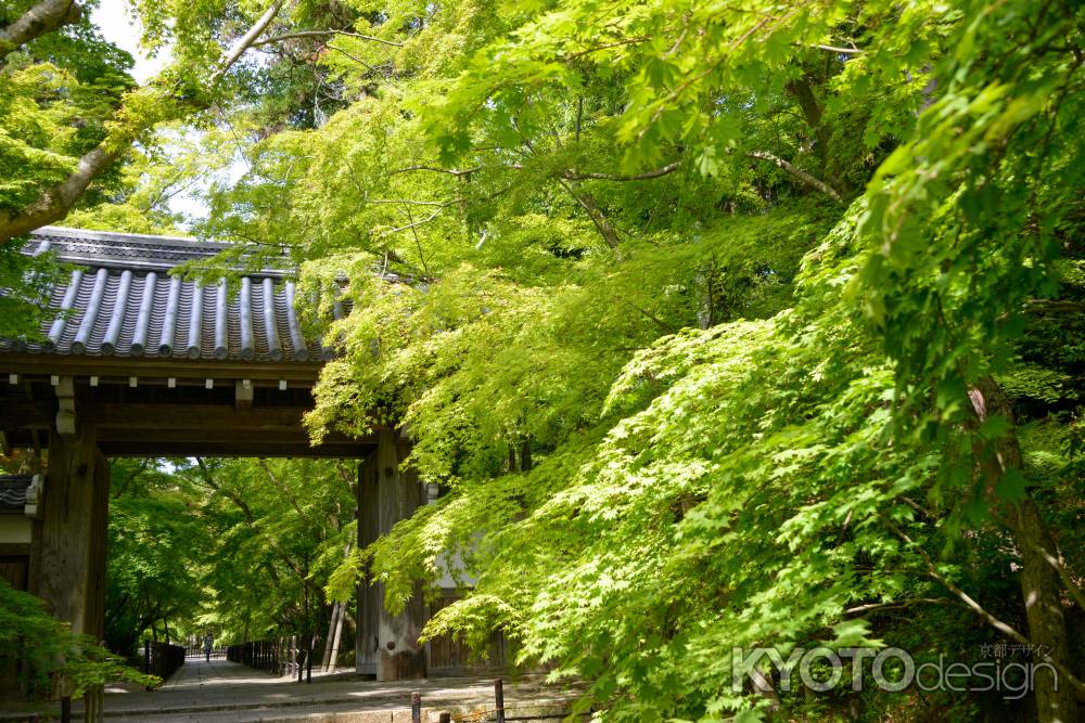 新緑よ　どこまでも