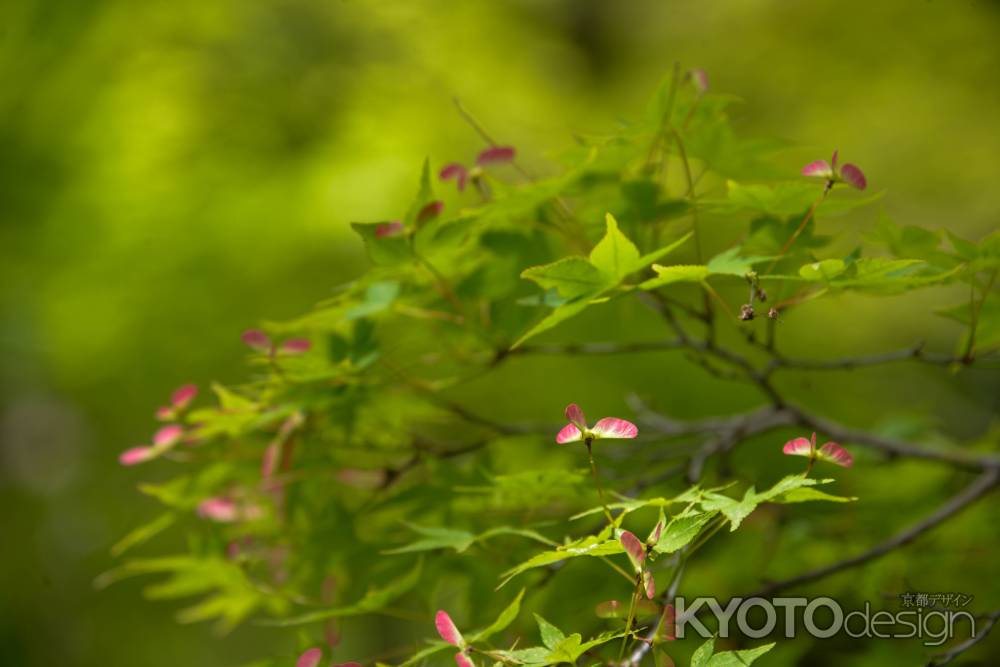 ほんのり紅化粧