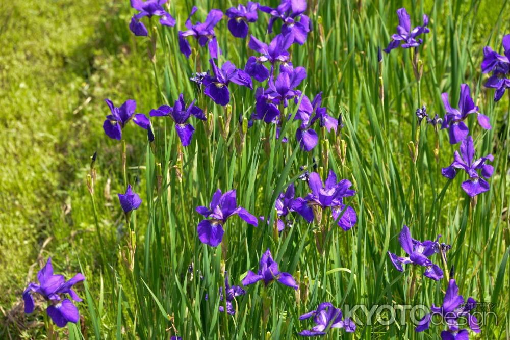 アヤメの季節