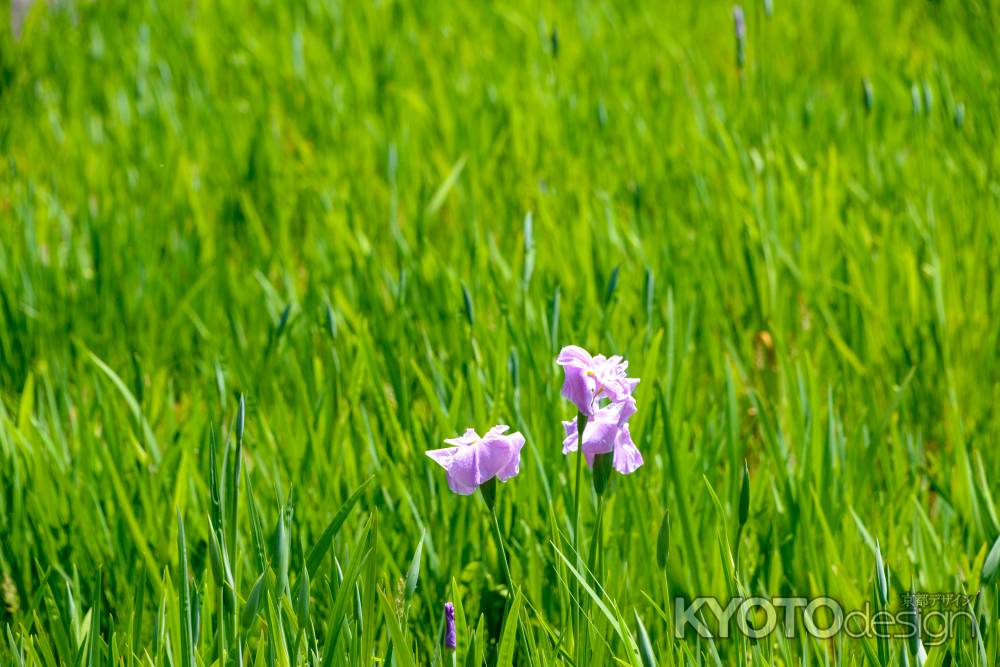 花菖蒲　ちらり