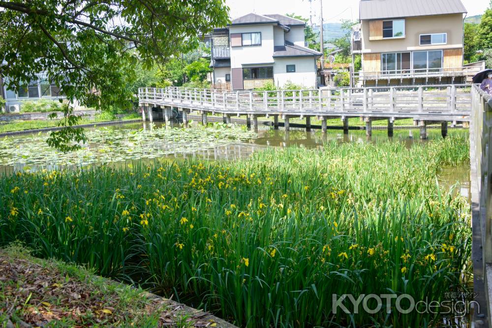 群生するキショウブ