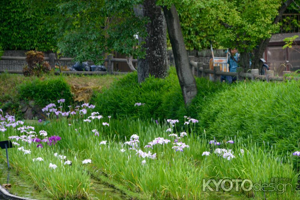 ハナショウブの彩り