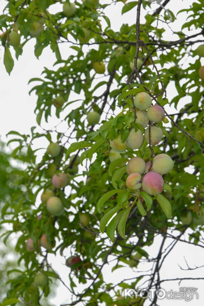 実るすもも
