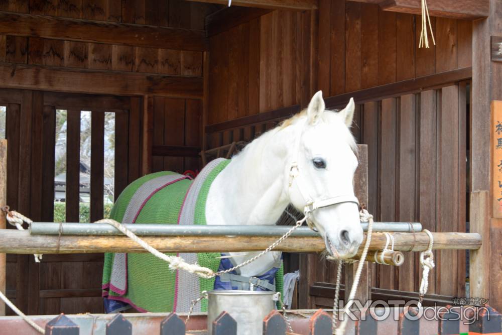 美しい神馬さん