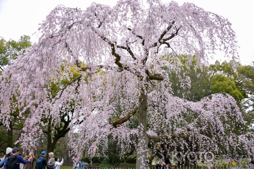 出水の桜 満開だー
