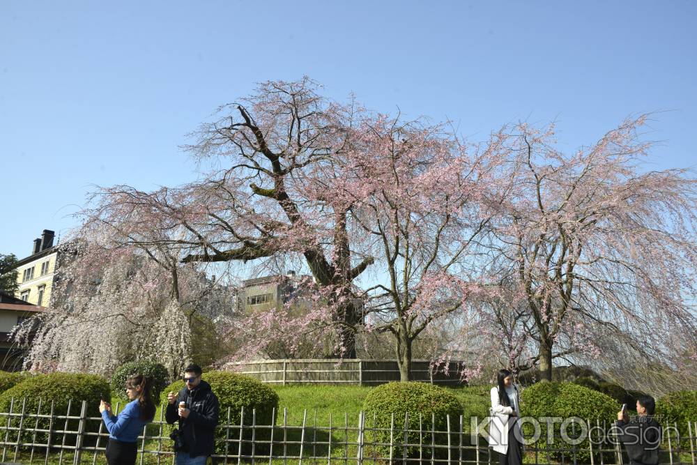 優美なるサクラ