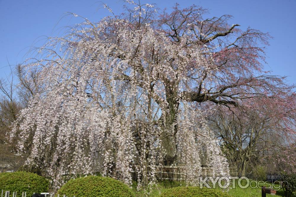 サクラいい感じ