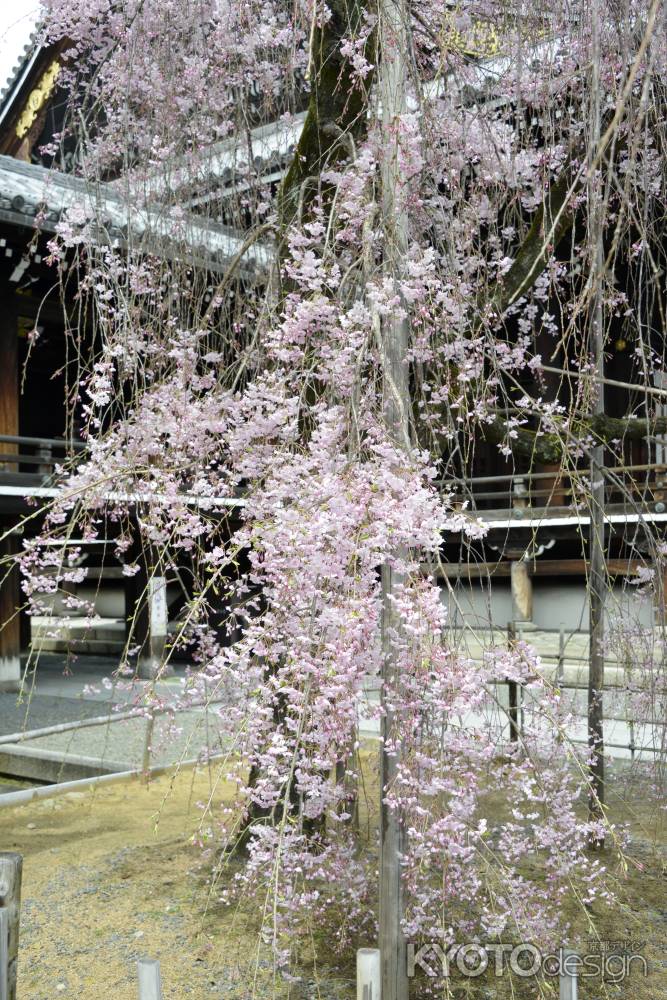 御堂前のベニシダレ