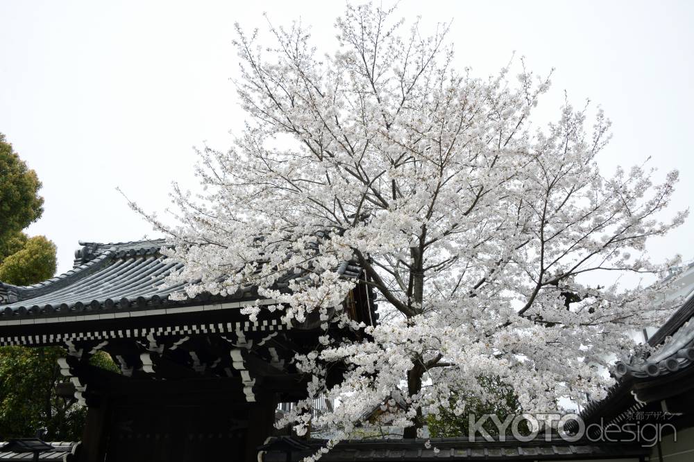 咲き頃　ソメイヨシノ