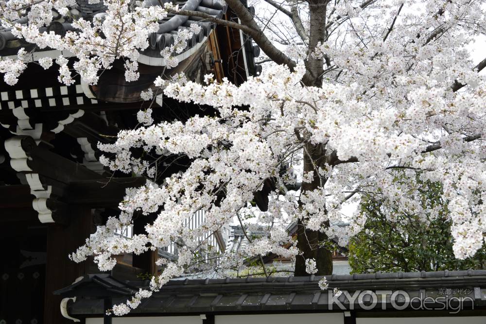 春あふれる境内