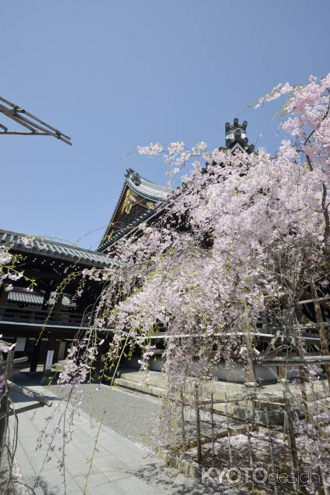 枝垂れています