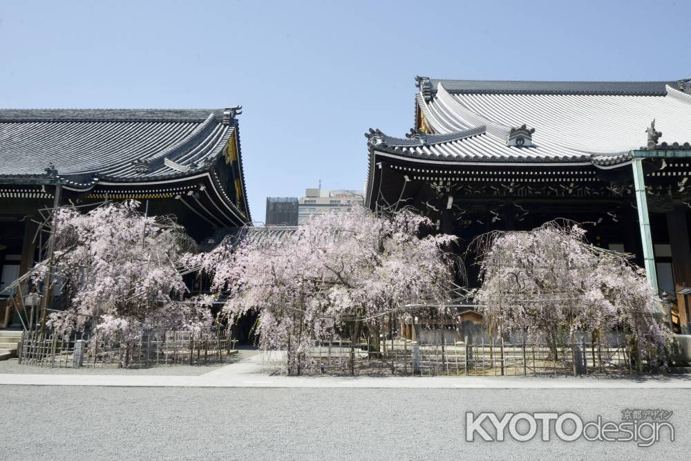 3本のお手植えベニシダレ