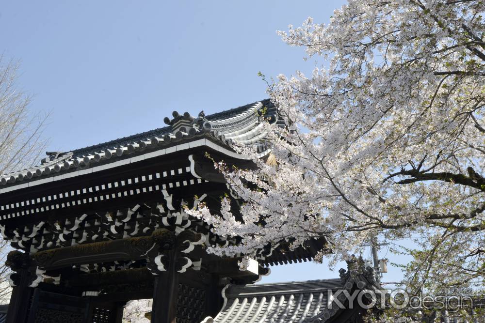 門とソメイヨシノ