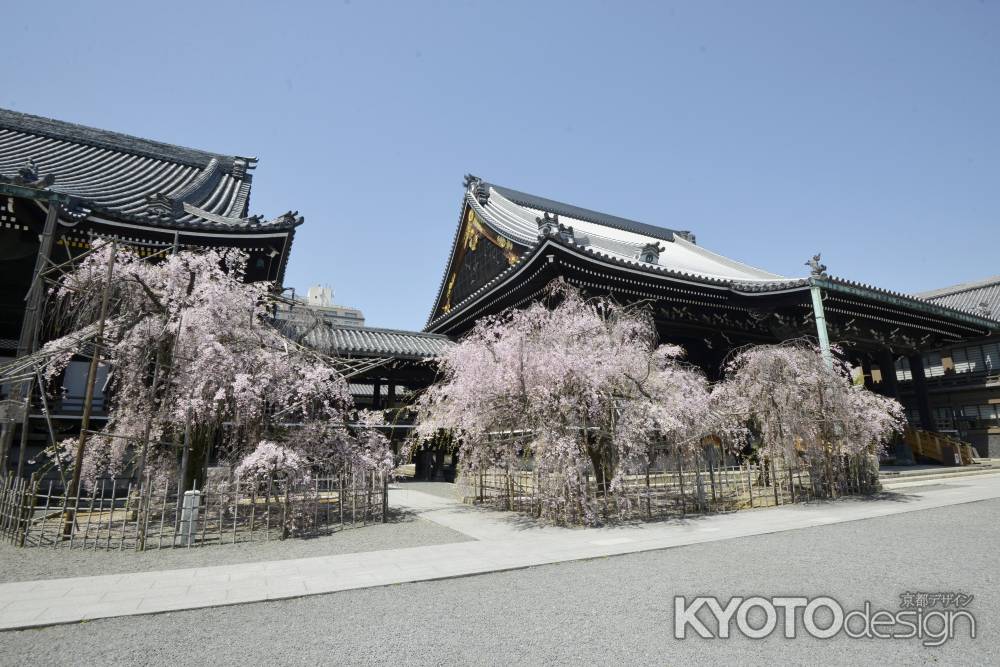 境内に咲き誇る桜