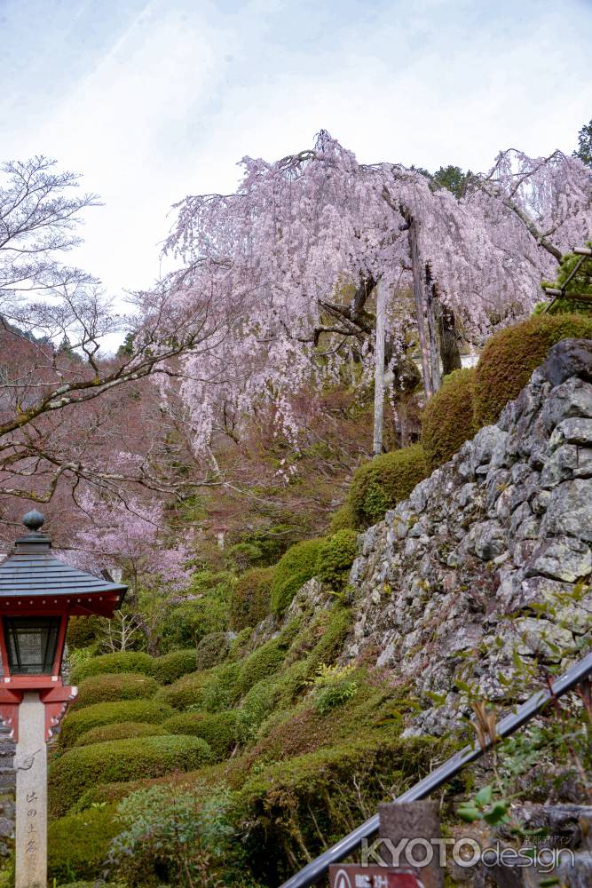 見上げてごらん