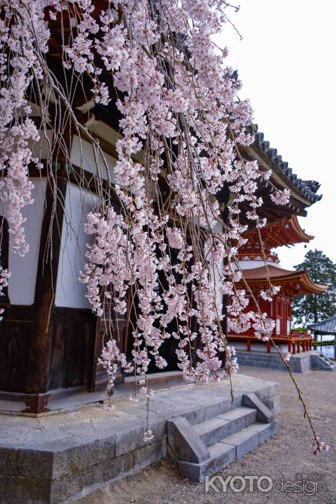 枝垂れるサクラ