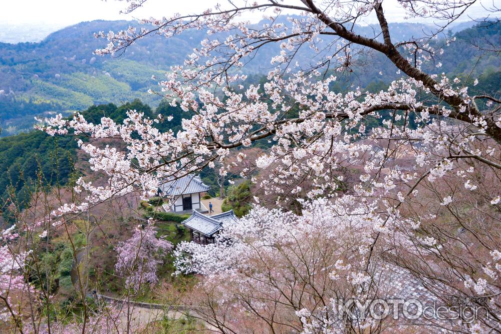 境内を埋め尽くす春