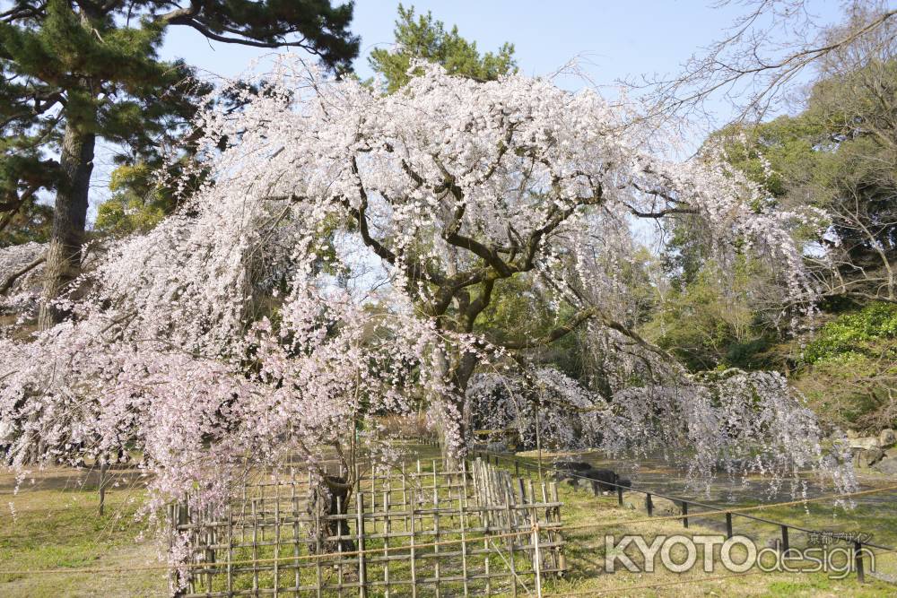 京都御苑　近衛邸の桜