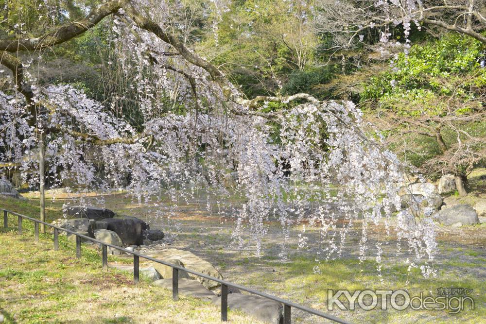 近衛邸のしだれ桜