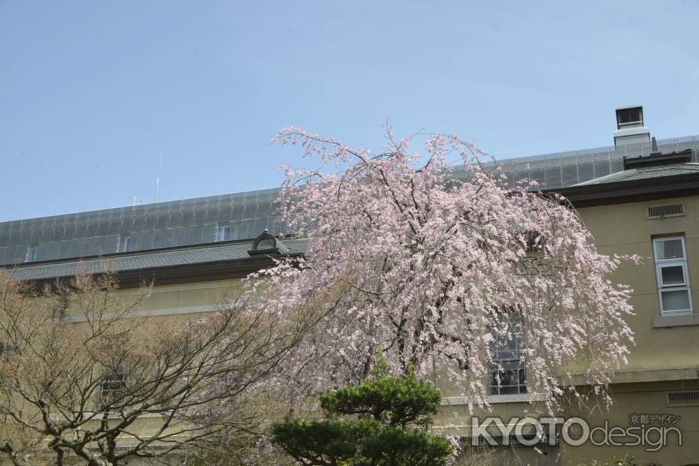 府庁の紅一重桜