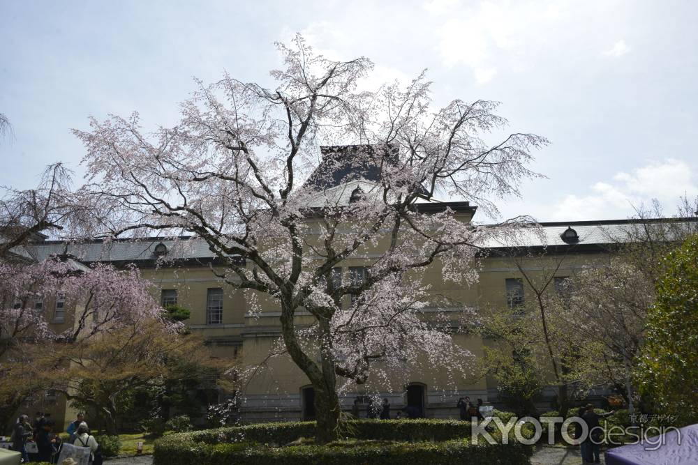 春空に咲くしだれ桜