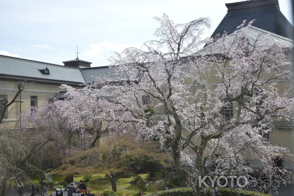 中庭に咲くしだれ桜