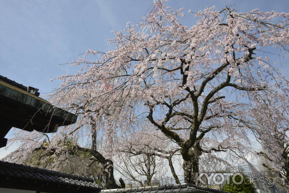 有栖川家の桜
