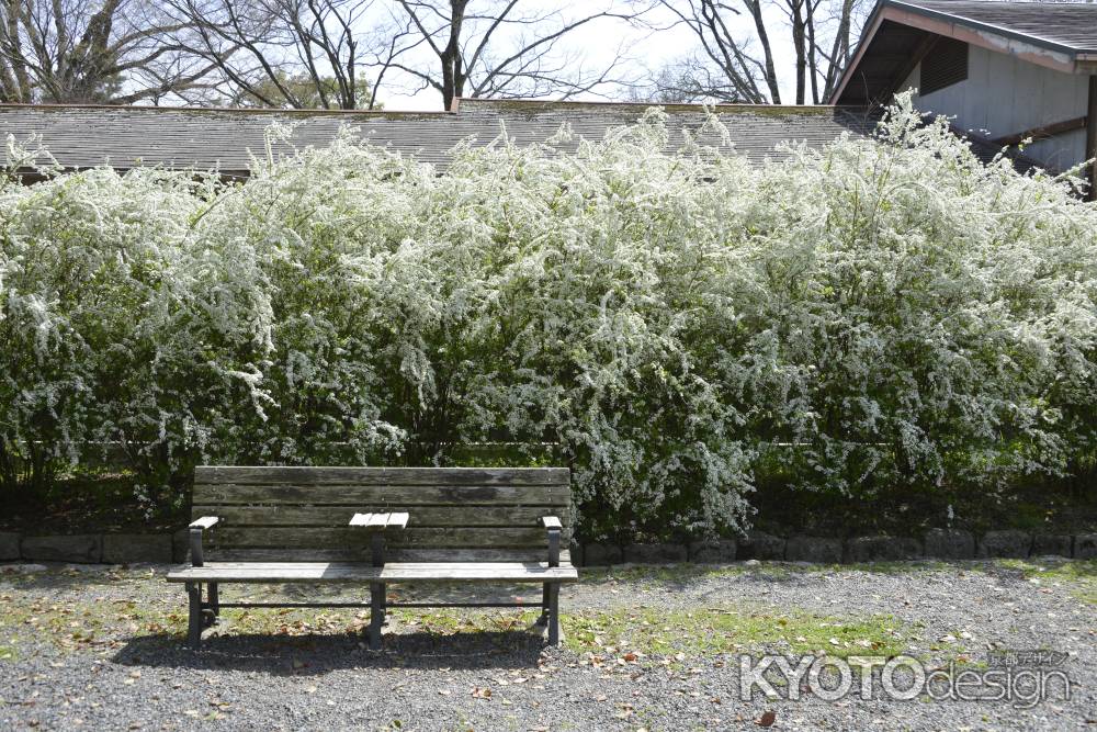 京都御苑のユキヤナギ