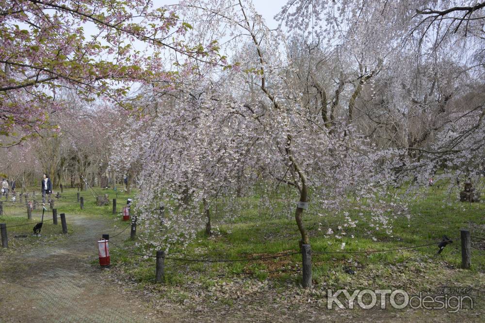 植物園に咲く富士枝垂桜
