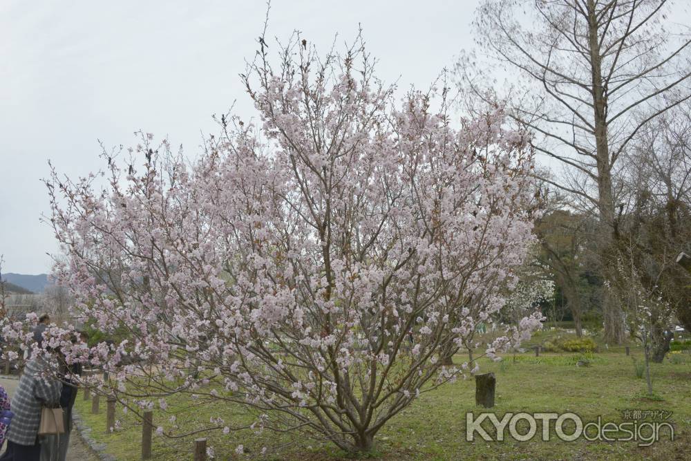 天城吉野桜