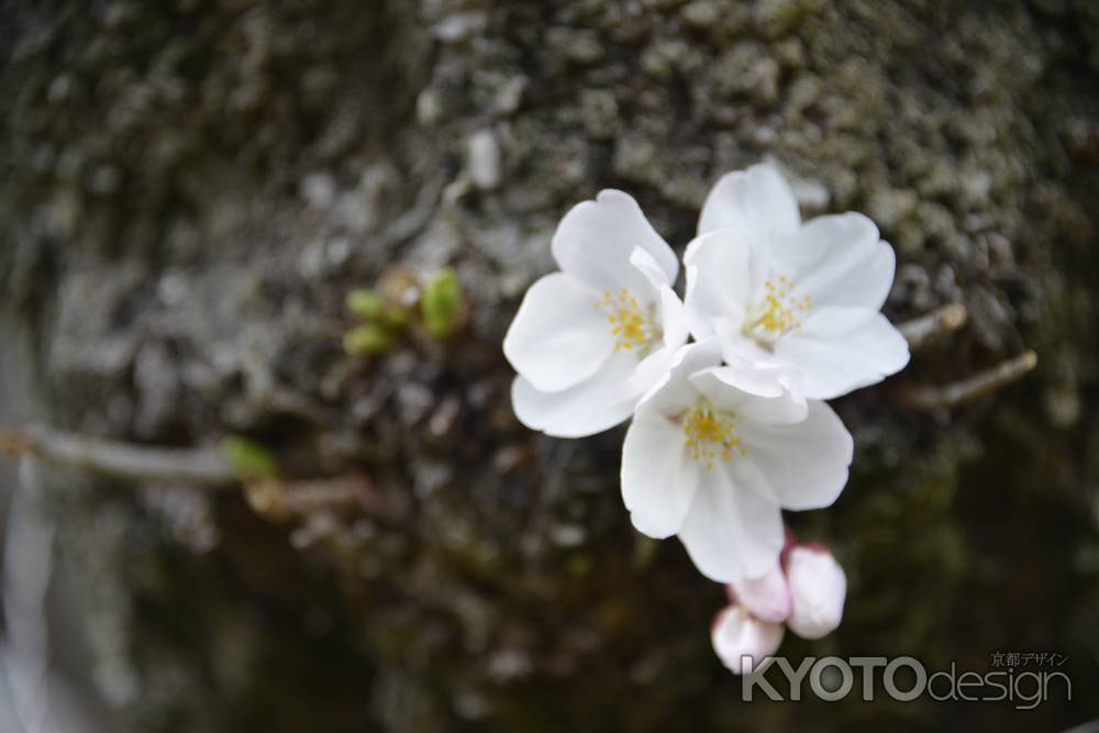 幹に力強く咲く