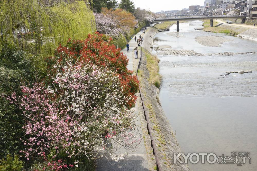 春の鴨川