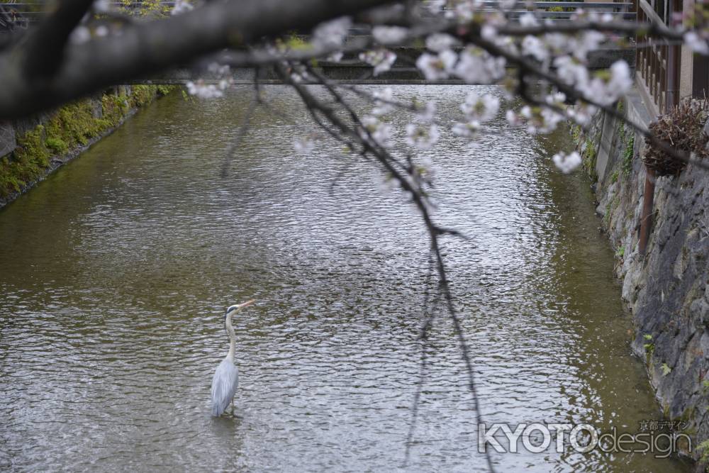 桜と鷺の競演
