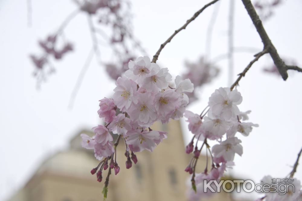 ソメイヨシノ開花